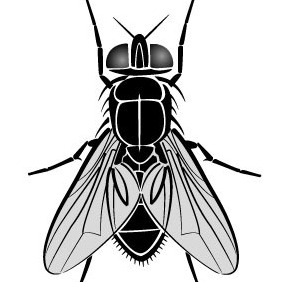 Fly Vector Image - Free vector #212133
