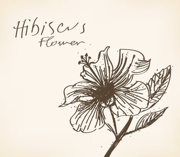 Hibiscus Flower Drawing - Free vector #214253