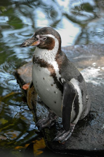 Penguin in The Zoo - image #225343 gratis