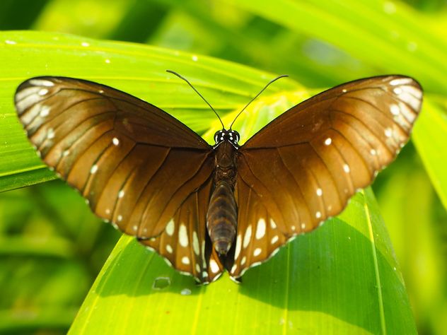 Butterfly close-up - image gratuit #225363 