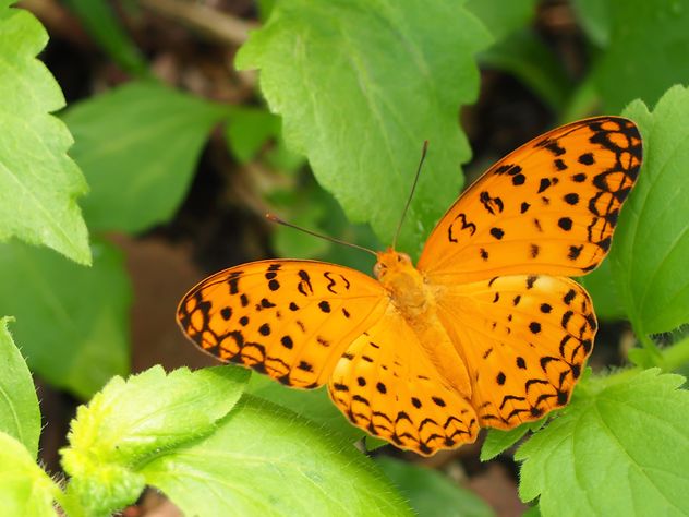 Butterfly close-up - бесплатный image #225383
