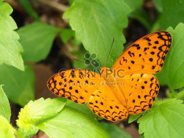 Butterfly close-up - Free image #225383
