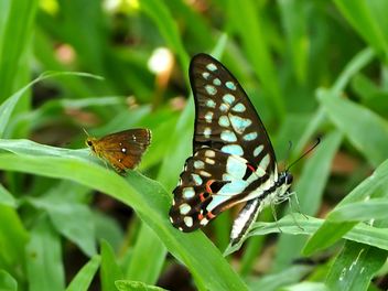 Butterfly close-up - image gratuit #225403 