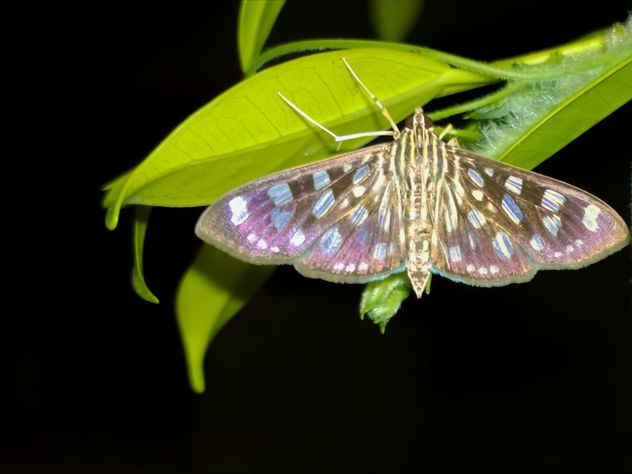 Butterfly close-up - image gratuit #225453 