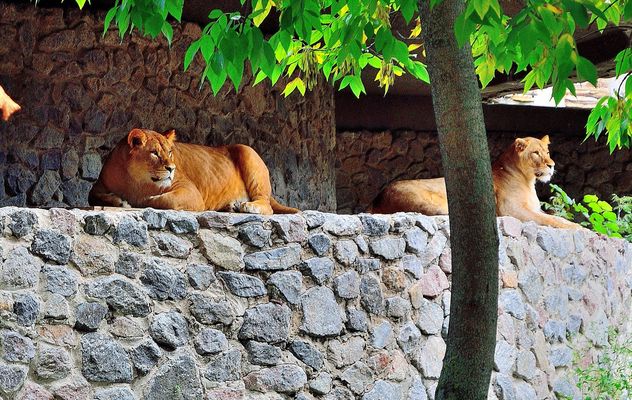 Lionesses on a rock - Free image #229413