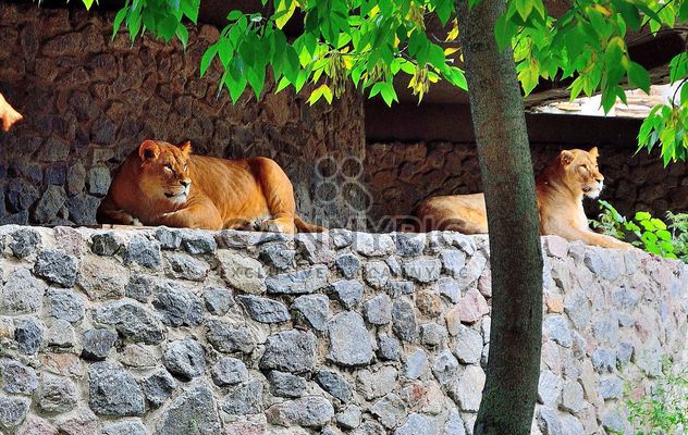 Lionesses on a rock - image #229413 gratis