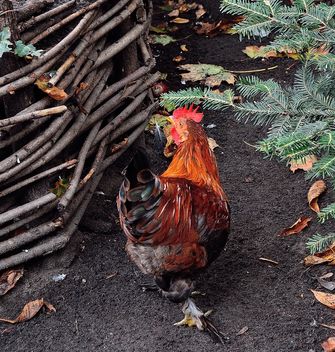 Hens in a farmyard - Free image #229423