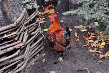 Hen in a farmyard - бесплатный image #229433