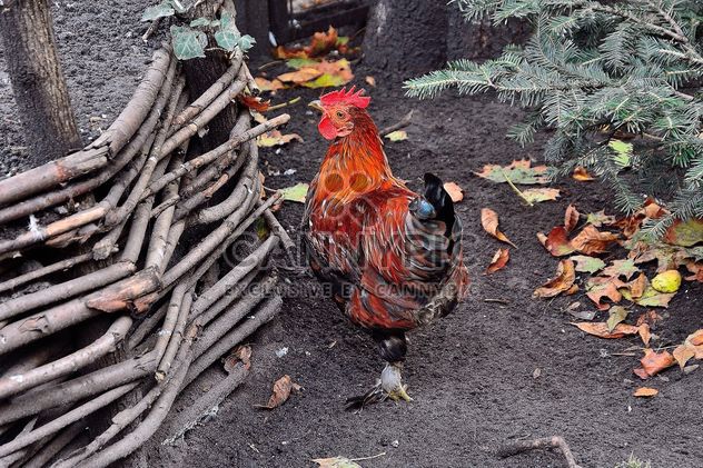 Hen in a farmyard - image #229433 gratis