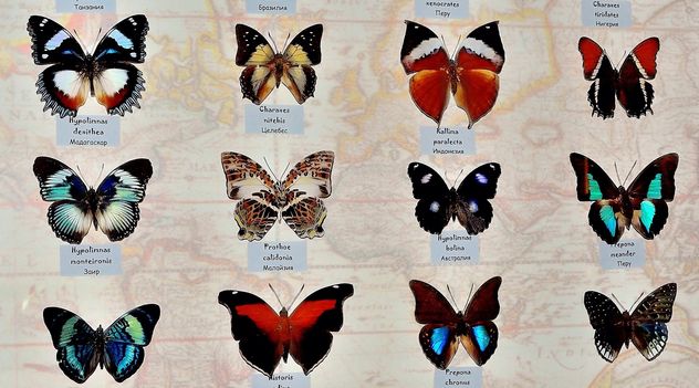 Collection of butterflies - image gratuit #229453 
