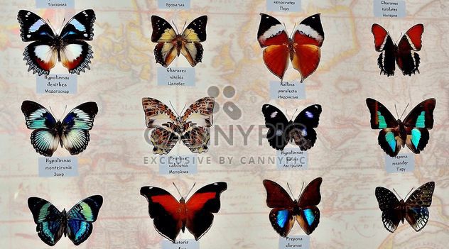 Collection of butterflies - image gratuit #229453 