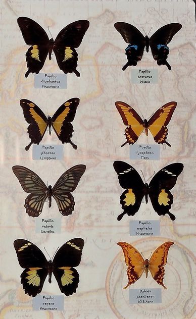 Collection of butterflies - бесплатный image #229463