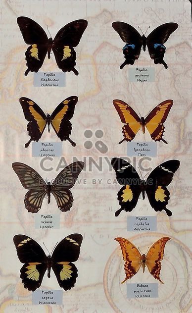 Collection of butterflies - image gratuit #229463 