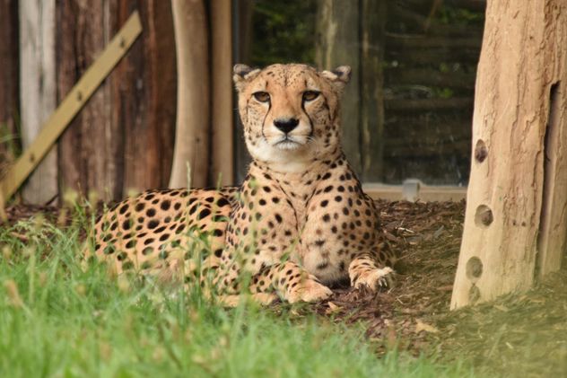 Cheetah on green grass - image #229483 gratis