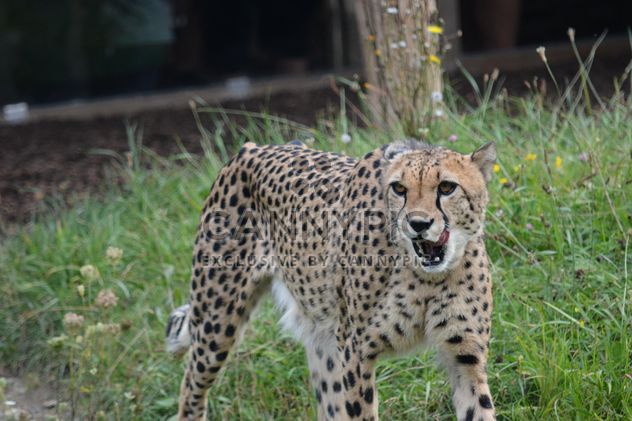 Cheetah on green grass - Free image #229503