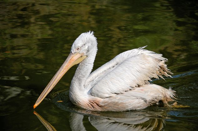 Pelican in a pond - Free image #229513