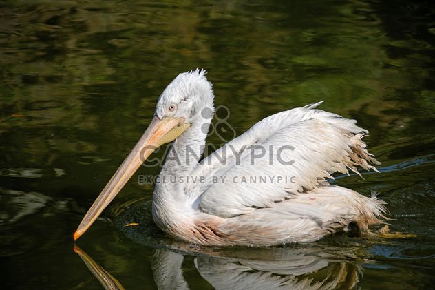 Pelican in a pond - image #229513 gratis
