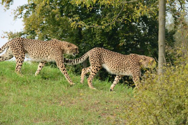 Cheetahs on green grass - Free image #229533