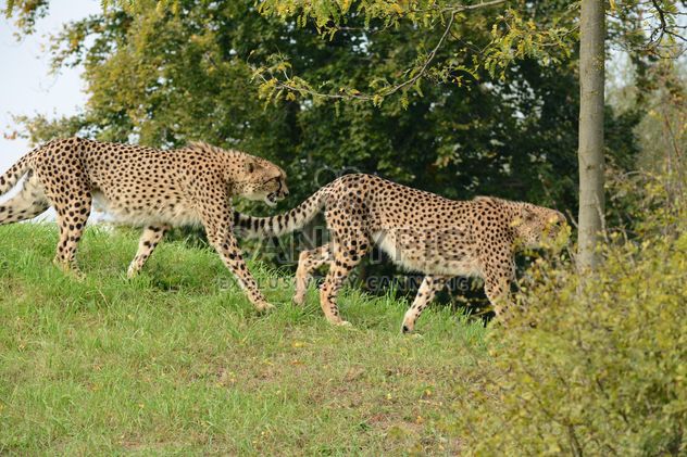 Cheetahs on green grass - image #229533 gratis