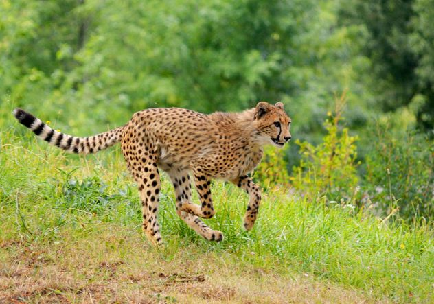 Cheetah on green grass - Kostenloses image #229543