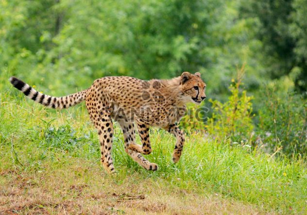Cheetah on green grass - image #229543 gratis