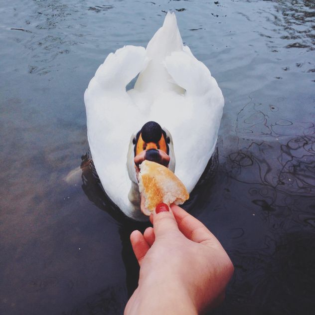 Swan eating bread out of hand - image #271663 gratis