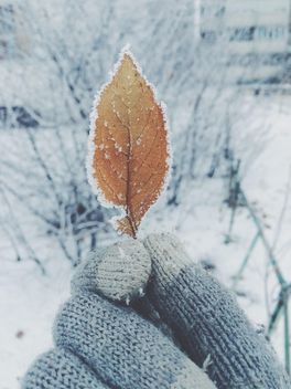 winterart, winterartua, winter, leaf, winterua - image #271763 gratis