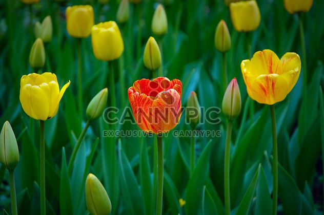 Tulips in the garden - image #271933 gratis