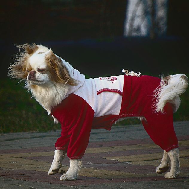Dog in a fancy dress - Kostenloses image #271953