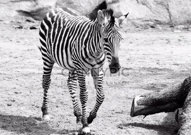 Zebra in the zoo - image #272003 gratis