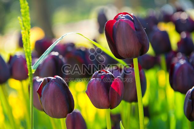 Field of violet tulips - image gratuit #272343 