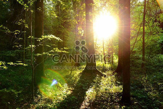 golden sunset in the forest - image gratuit #272513 