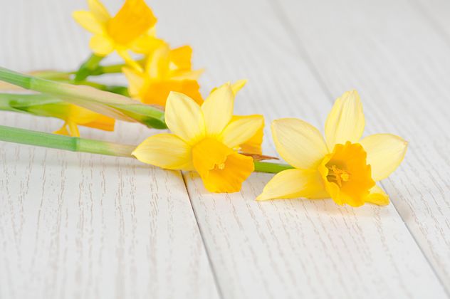 Daffodils on white wooden background - image gratuit #272573 