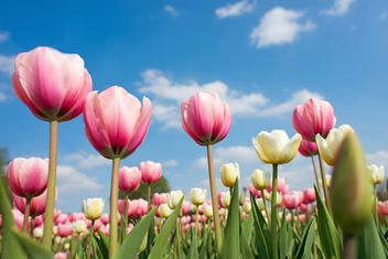 Pink tulips - image #272913 gratis