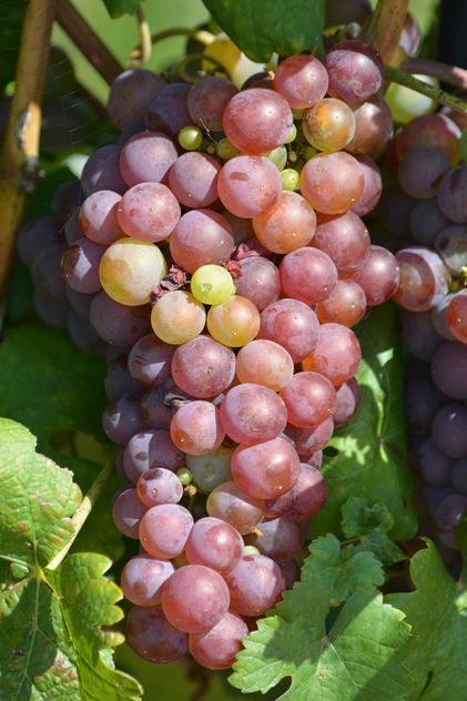 Organic Grapes - Kostenloses image #272923