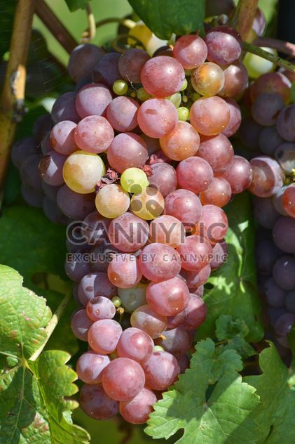 Organic Grapes - image gratuit #272923 