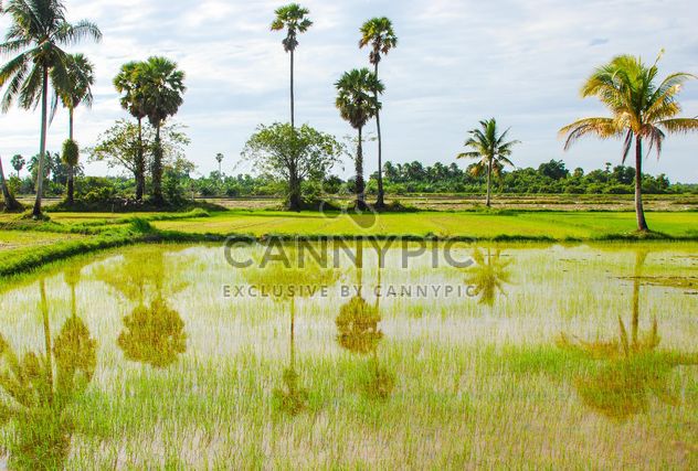 Rice fields - image #272933 gratis