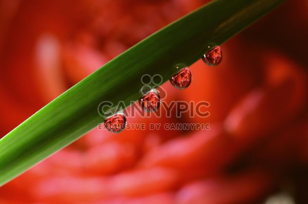 Four water drops on leaf - Free image #272943