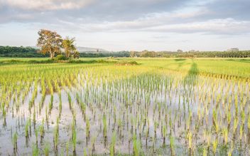 Rice fields - image #272953 gratis