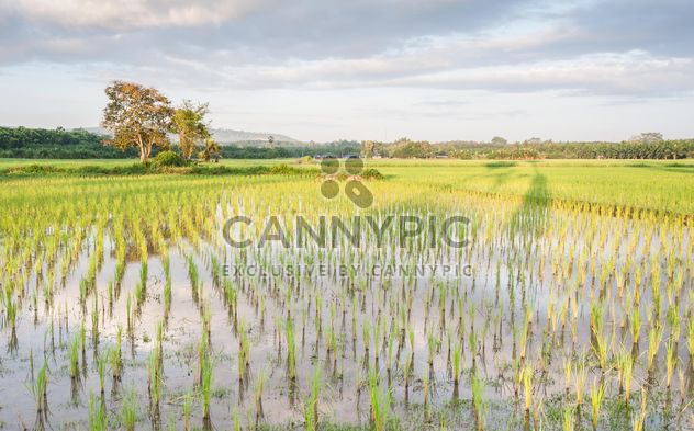 Rice fields - Kostenloses image #272953