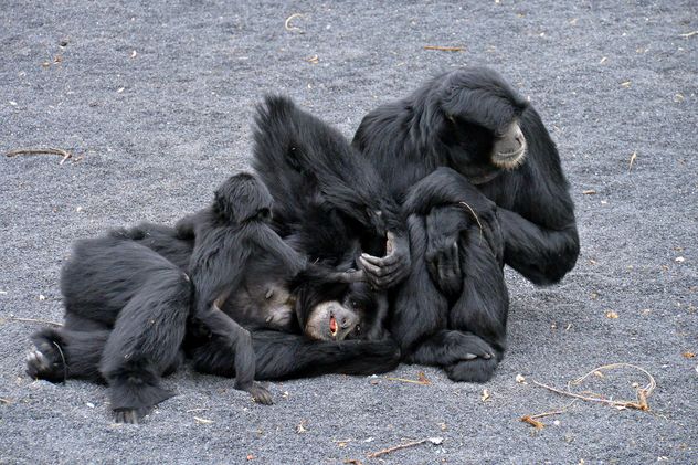 Family of gibbons - бесплатный image #273013