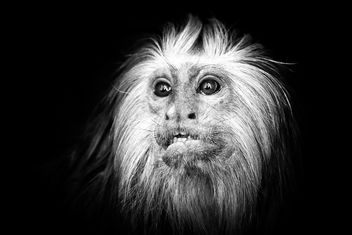monkey in the zoo - image #273103 gratis