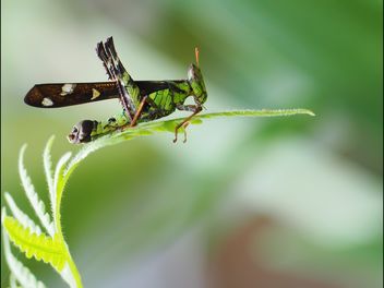 Grasshopper - Kostenloses image #273123