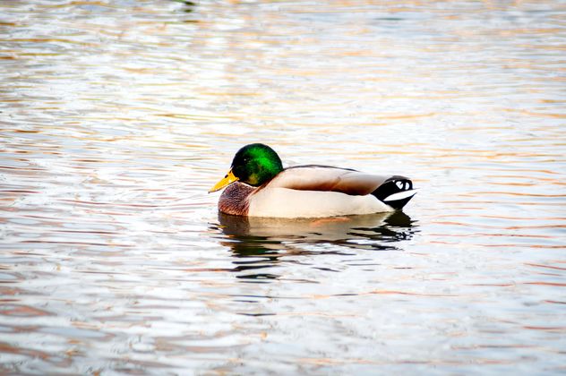 Wild duck on the water - image gratuit #273183 