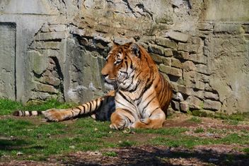 Tiger - бесплатный image #273613