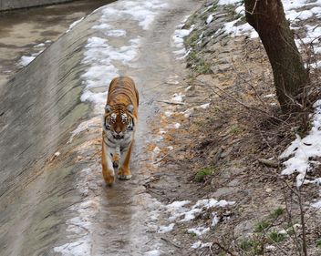 Ussuri tiger - image gratuit #273623 