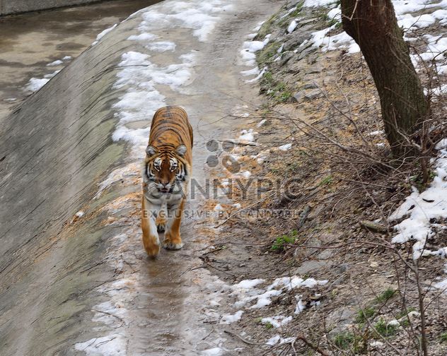 Ussuri tiger - image #273623 gratis