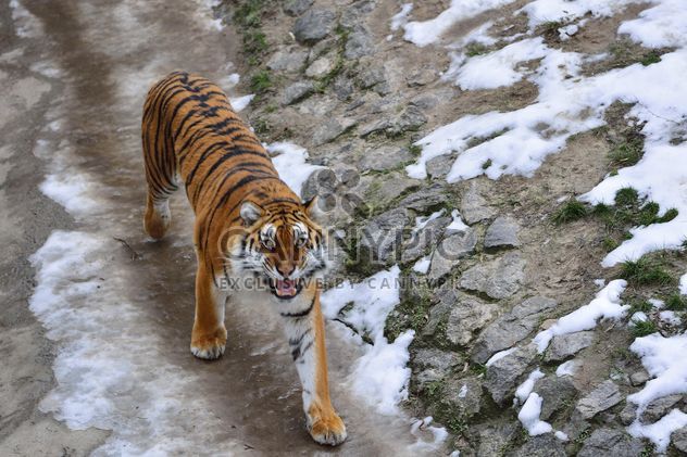 Ussuri tiger - image gratuit #273633 