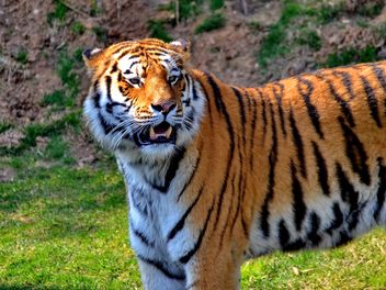 Tiger in Park - image #273643 gratis