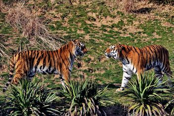 Tigers in Park - image gratuit #273653 